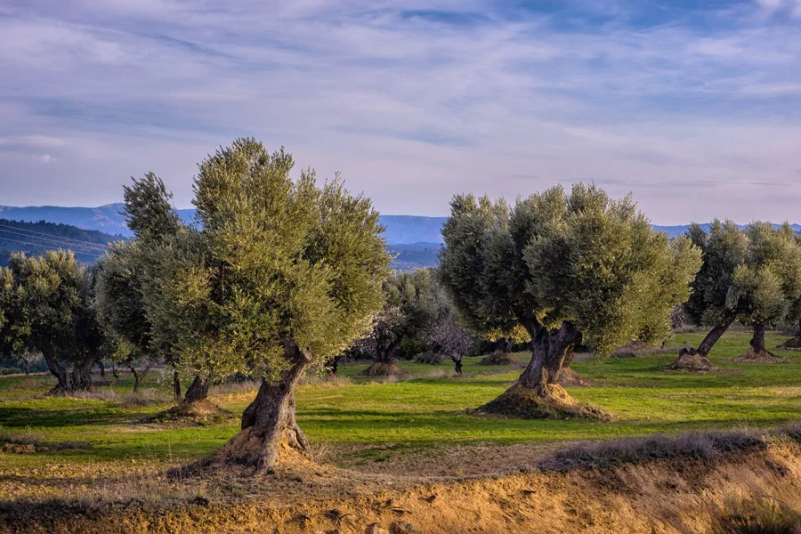 Olivo Aceite del Bajo Aragón