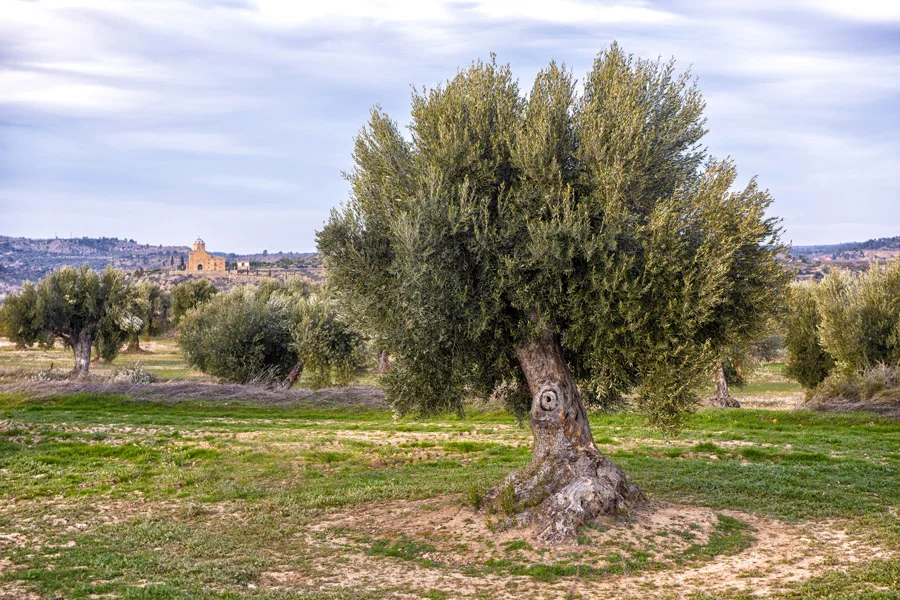 Aceitunas Calaceite
